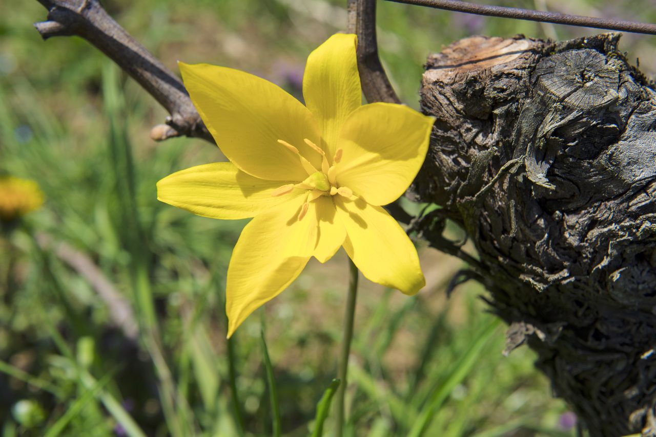 Flore Tulipe de vigne Tul_0376